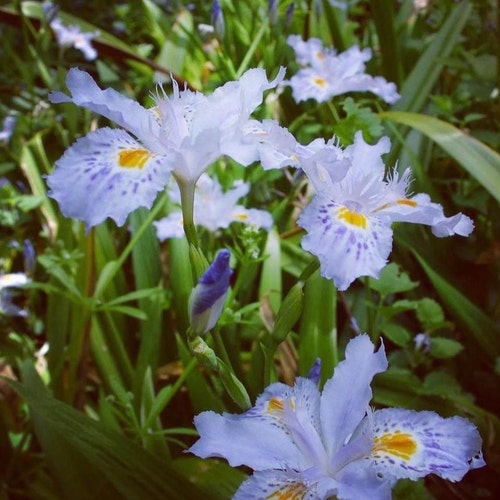 15 Bare Roots Deer Resistant.hardy Heirloom Walking Iris Etsy