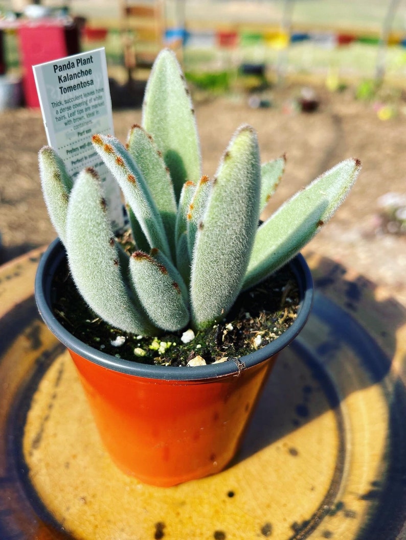 Kalanchoe Tomentosa Panda Plant Donkey Ears Succulent Plant Etsy