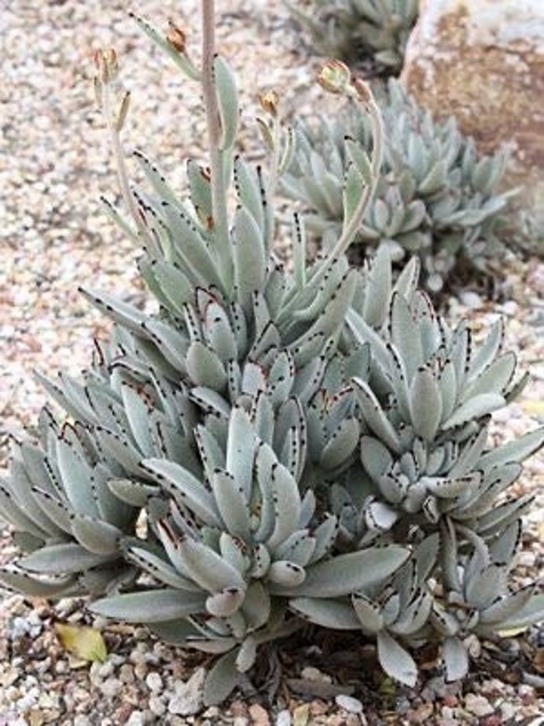 Kalanchoe Tomentosa Panda Plant Donkey Ears Succulent Plant Etsy