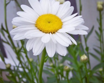 hardy perennials  Shasta daisy seeds you will received a lots of the seeds