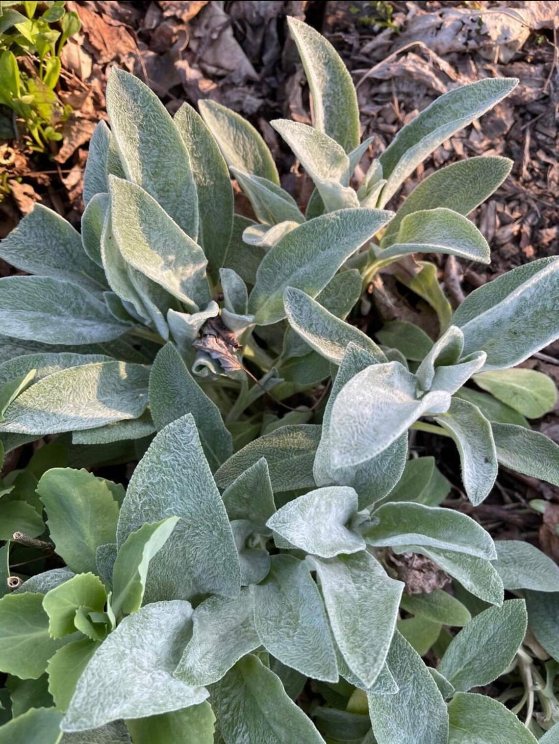 Deerresistant Plants 4 Lambs Ear Plants Stacys Soft Fuzzy Etsy
