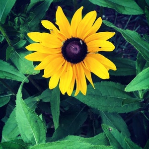 black eyed Susans over you will received a lots of the seeds image 1