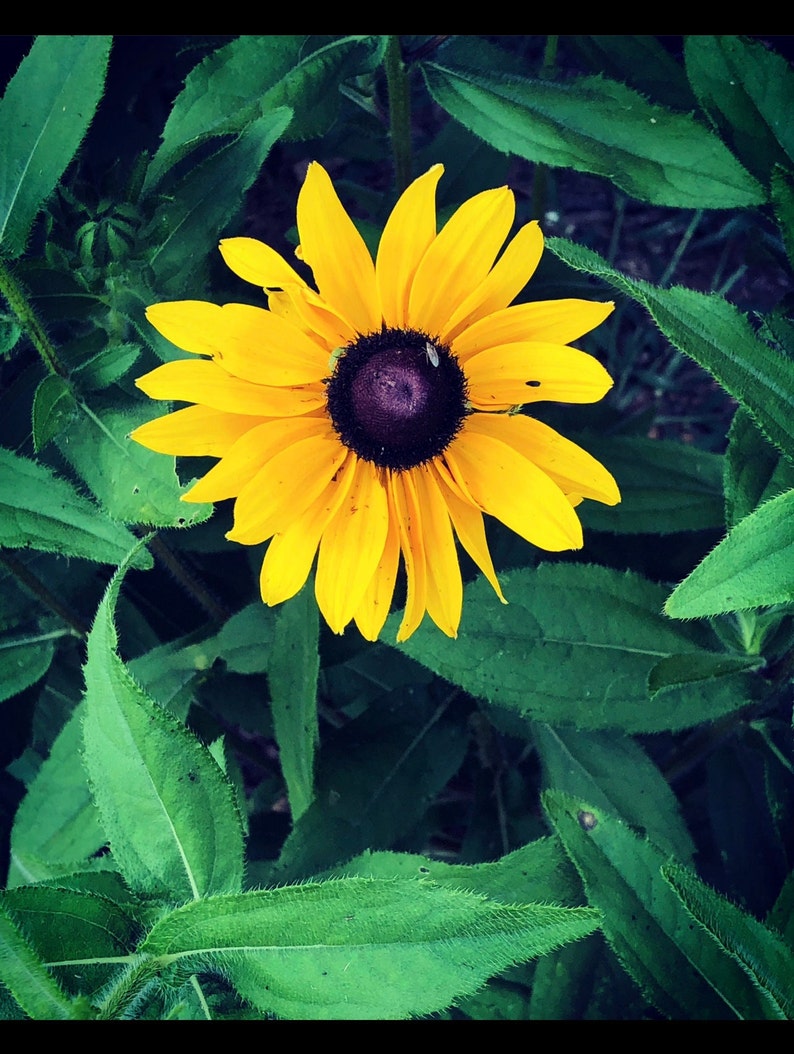 black eyed Susans over you will received a lots of the seeds image 1