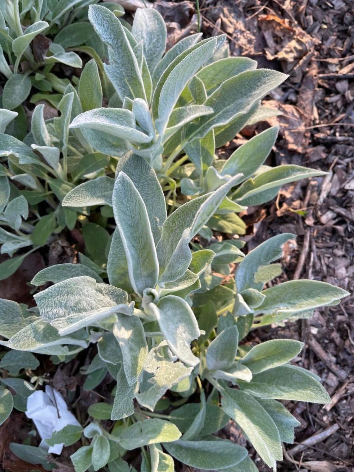 Deerresistant Plants 4 Lambs Ear Plants Stacys Soft Fuzzy Etsy