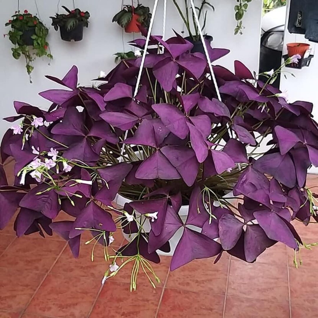 Purple Shamrock Oxalis Triangularis 6 Healthy Bulbs Etsy
