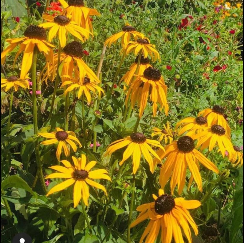 black eyed Susans over you will received a lots of the seeds image 4