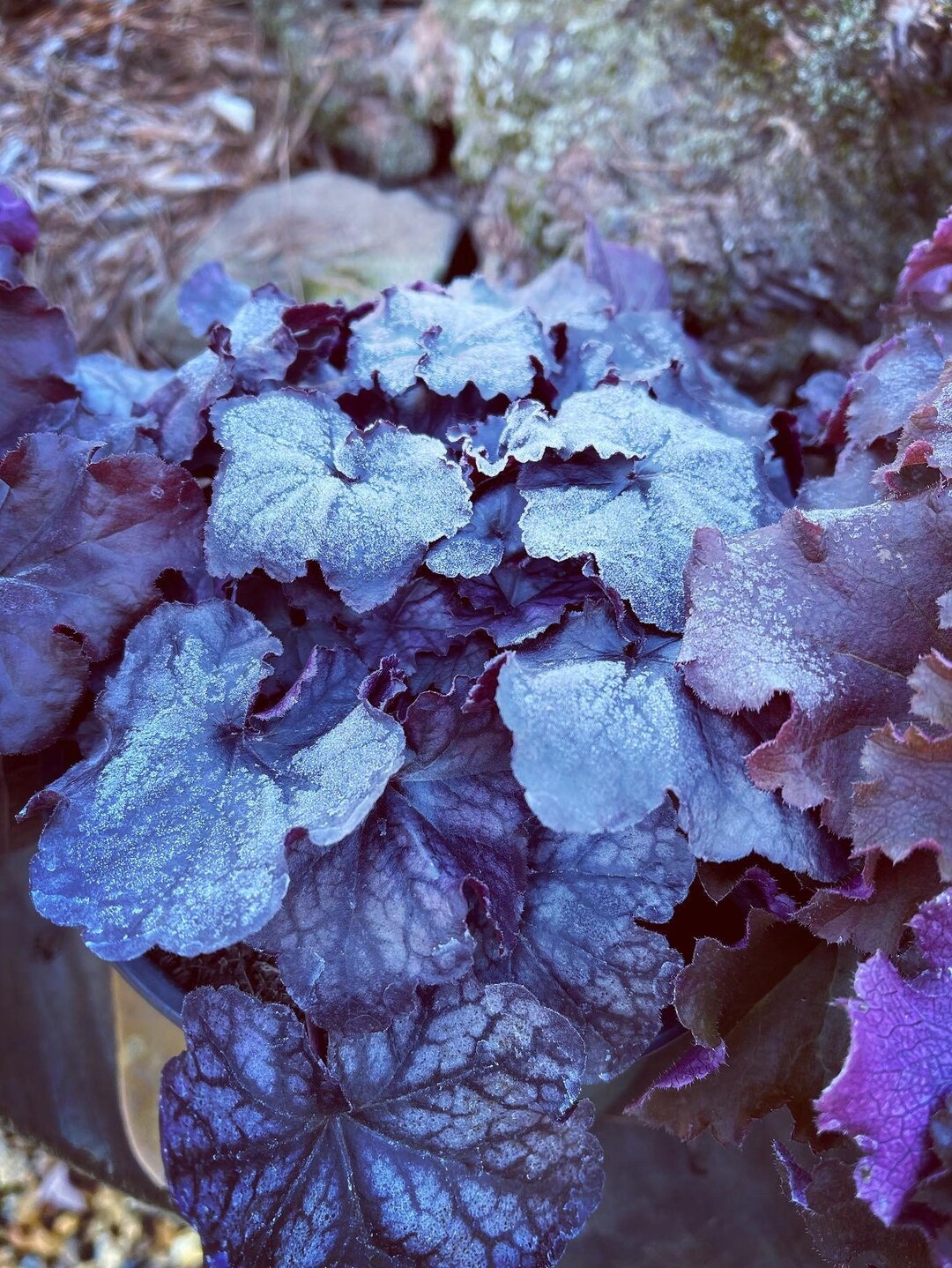Heuchera Evergreen Easy Plant to Grow. Shade Lover.planting in Etsy