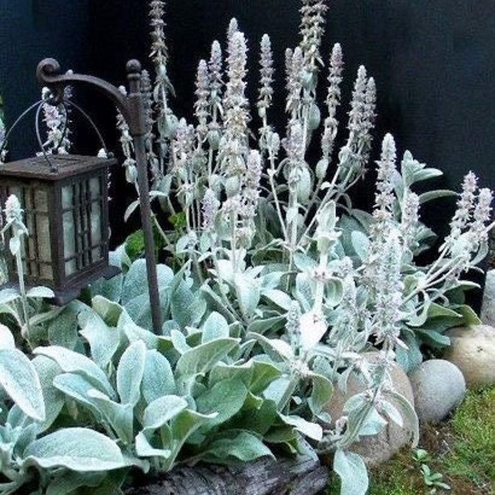 Deerresistant Plants 4 Lambs Ear Plants Stacys Soft Fuzzy Etsy