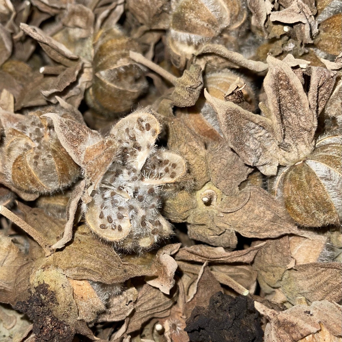 Confederate Rose 60 Seeds bright Double Flowers Etsy