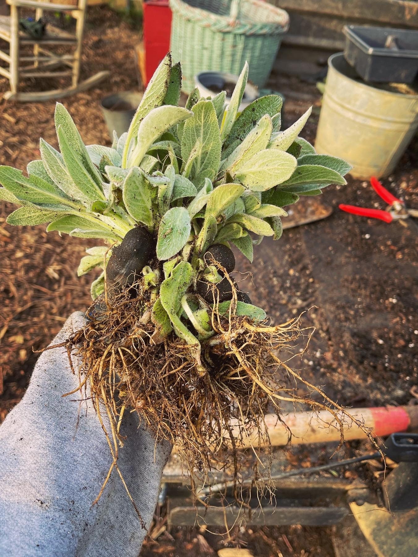 Deerresistant Plants 4 Lambs Ear Plants Stacys Soft Fuzzy Etsy