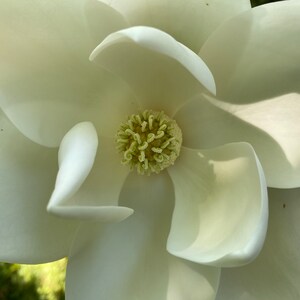 Magnolia Bloom