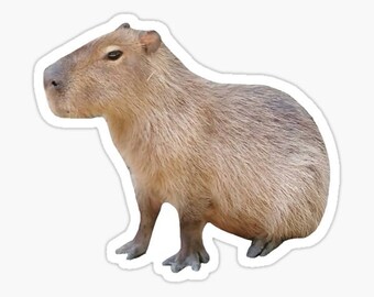 Capybara Realistic Photo Sitting Meme Cute Animal Vinyl Sticker