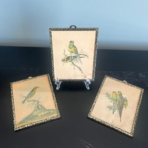 Set of 3 Vintage Framed J Gould Bird Print Lithographs - Parrots Yellow Finch - Lithos - Wall Decor - Copyright by Sidney Z. Lucas New York