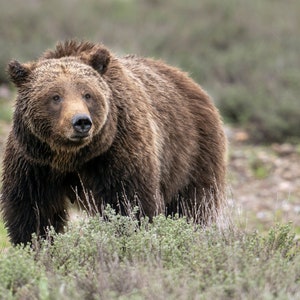 Grizzly 399, wildlife photography art, Grand Teton art, Wyoming, room wall art, nature, Grizzly bear, bear art, wildlife art, photo print
