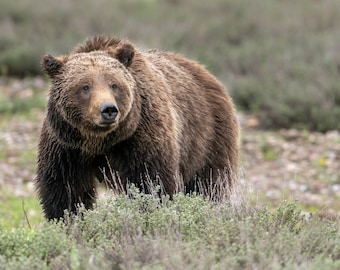 May include: A large brown bear stands in a field of green grass and brown dirt. The bear is looking directly at the camera with a serious expression.