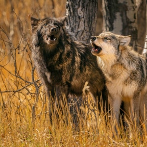 Black and Gray Wolves Howling in Grand Teton National Park -Fine Art Wildlife Photography Print