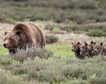 May include: A brown grizzly bear with four cubs in a grassy field. The mother bear is walking towards the left side of the image, while the cubs are sitting in a row, looking towards the right side of the image.
