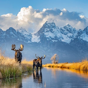 Bull Moose in front of the Tetons photo print, wildlife photography art, Grand Teton art, decor, nature, room wall art, Moose art, mountains