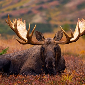 Giant Alaska Bull Moose Laying on Tundra, wildlife photography art, Alaska art, moose art, decor, room wall art, wildlife photography, photo