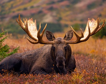 Giant Bull Moose Standing on Tundra, wildlife photography art