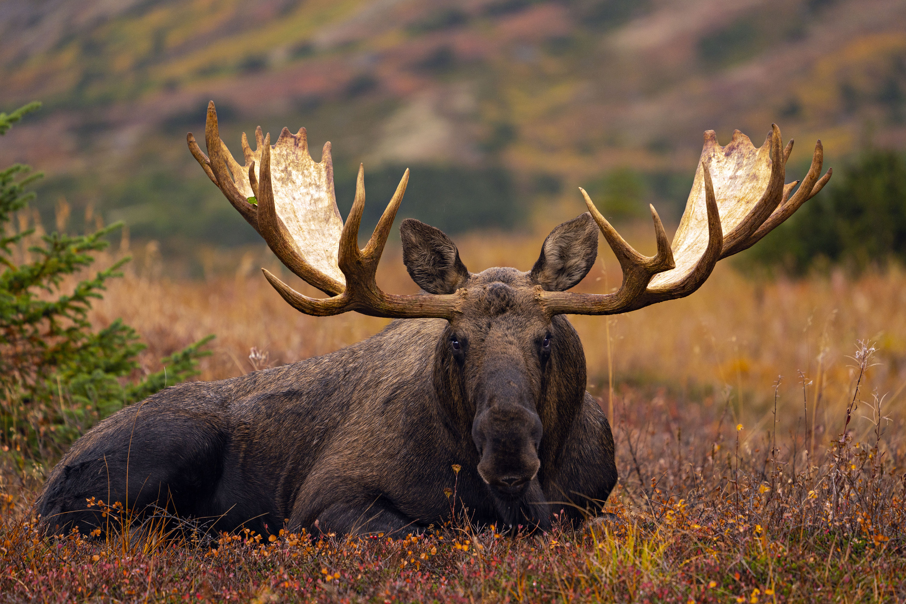 Giant Bull Moose Il Fullxfull.3392270340 86kf