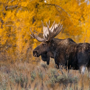 Bull Moose in Fall Color photo print, wildlife photography art, moose art, Grand Teton art, nature, wildlife, decor, room wall art, Wyoming