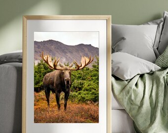Giant Bull Moose Standing on Tundra, wildlife photography art
