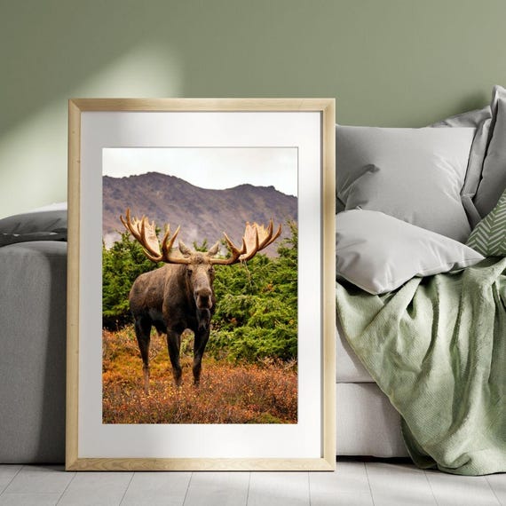 Giant Bull Moose Standing on Tundra, wildlife photography art