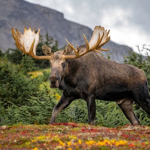 Bull Moose Walking on Tundra, wildlife photography art, Alaska art, moose art, decor, room wall art, wildlife photography, photo, nature