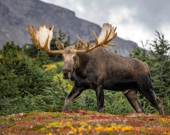 May include: A large brown moose with large antlers stands in a field of fall foliage. The moose is looking directly at the camera. The background is a mountain range and trees.