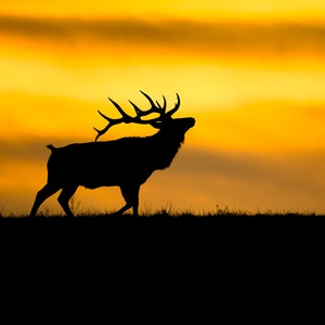 Bull Elk at Sunrise, wildlife photography art, decor, room wall art, elk art, sunset wildlife art, photo, print, nature, silhouette