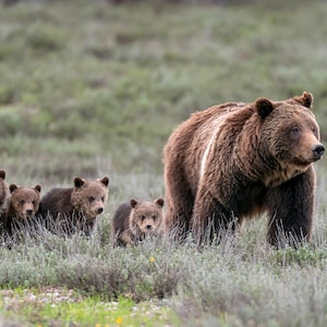 Grizzly Bear 399 and her 4 cubs walking, wildlife photography art, Grand Teton National Park, Wyoming, room wall art, nature, bear art