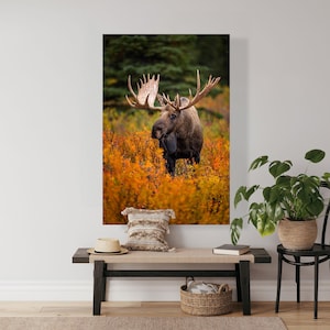Bull moose walking in fall color in the forest, wildlife photography art, Alaska, room wall art, nature, moose art, fine art, print, decor