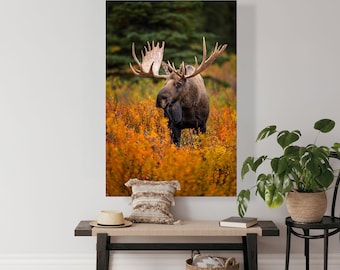 May include: A large brown moose with antlers stands in a field of orange and yellow fall foliage. The moose is looking to the left of the image.