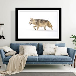 Grey wolf walking on snow, wildlife photography art, room wall art, nature, decor, print, snow, fine art, winter, grey wolf, timber wolf