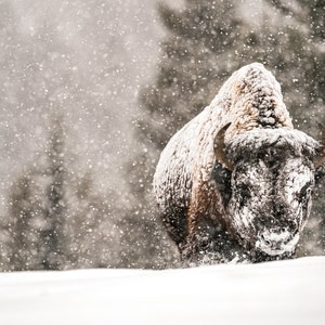 Winter Buffalo x Yellowstone Decor Framed Art Print by Vintage Patina