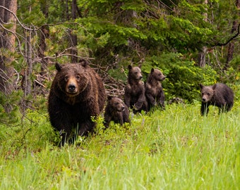 Grizzly 399 and her 4 Cubs, wildlife photography art, Grand Teton art, Wyoming, room wall art, nature, Grizzly bear, bear art, photo, print