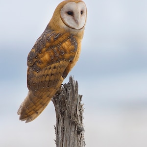 Barn Owl on a post, wildlife photography art, room wall art, owl art, owl photography, bird photo, photo print, decor, print