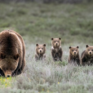 Grizzly Bear 399 and her 4 cubs, wildlife photography art, Grand Teton art, Wyoming, room wall art, nature, Grizzly bear, bear art, print