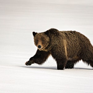 Grizzly 399 Walking on Snow photo print, wildlife photography art, Grand Teton art, Wyoming, room wall art, nature, Grizzly bear, bear art