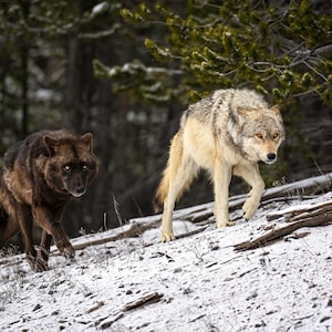 Black and Gray Wolves walking through the snow in Yellowstone National Park -Fine Art Wildlife Photography Print