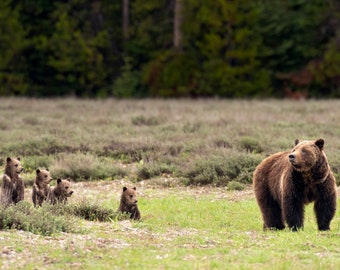 Grizzly Bear 399 and her 4 cubs, wildlife photography art, Grand Teton art, Wyoming, room wall art, nature, Grizzly bear, bear art, print