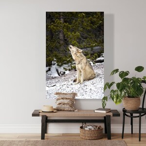 Grey wolf howling on snow, wildlife photography art, room wall art, nature, decor, art, print, fine art, winter, grey wolf, timber wolf