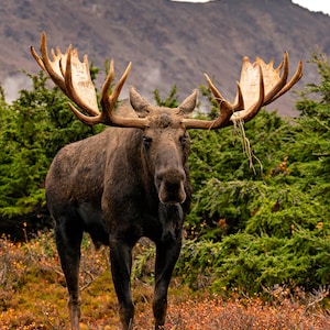 Giant Bull Moose Standing on Tundra, wildlife photography art, Alaska art, moose art, decor, room wall art, wildlife photography, photo