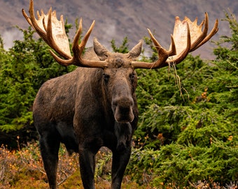 ヘラジカアート(moose、大きい、正方形) ヘラジカアート(moose、大きい、正方形) ヘラジカアート(moose、大きい