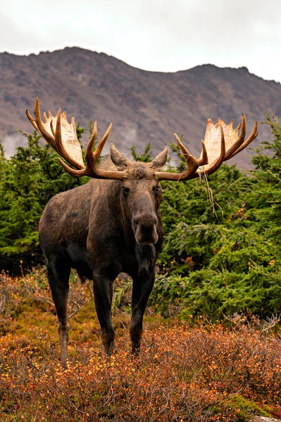 Giant Bull Moose Standing on Tundra, Wildlife Photography Art, Alaska Art,  Moose Art, Decor, Room Wall Art, Wildlife Photography, Photo - Etsy