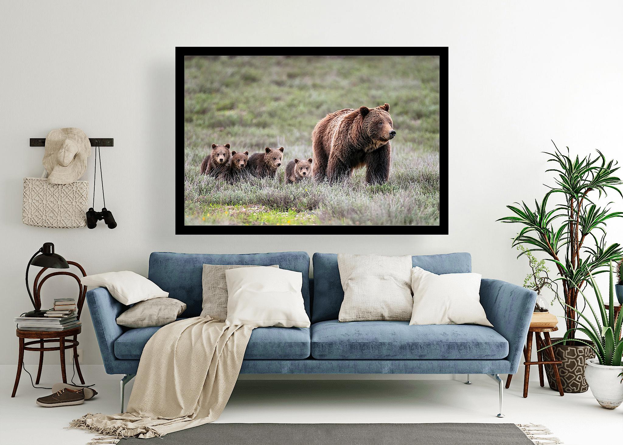 Grizzly Bear 399 and her 4 cubs walking, wildlife photography art, Grand Teton National Park, Wyoming, room wall art, nature, bear, decor