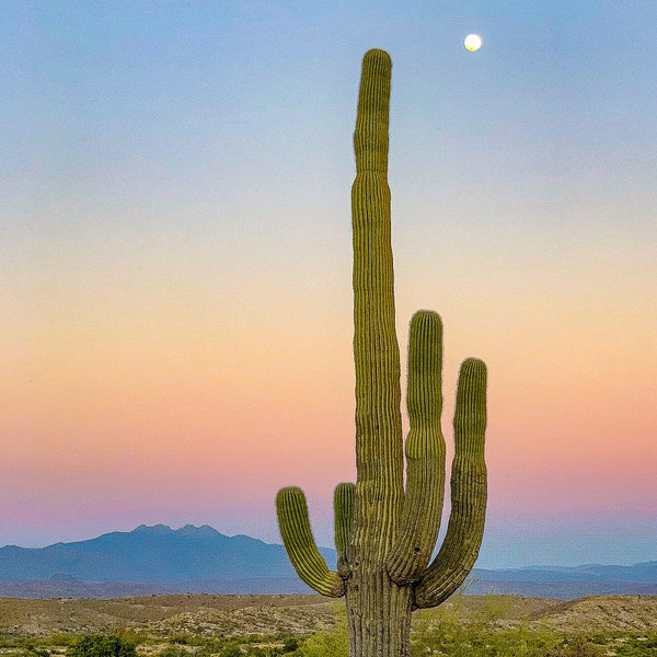 Four Peaks and Saguaro print