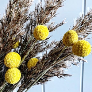 Flores de buzón amarillo, tallos de hierba seca de Craspedia, tallos de hierba amarilla, flores de buzón, hierba de las pampas, hierba de las pampas británicas, natural