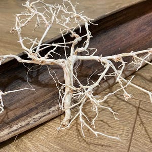 Könnte beinhalten: Weiß gebleichte Treibholz-Äste, die in Form eines Baumes angeordnet sind und auf einem braunen Holztablett liegen.